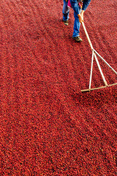 istock Coffee beans drying in the sun. Coffee plantations at coffee farm 1209389319