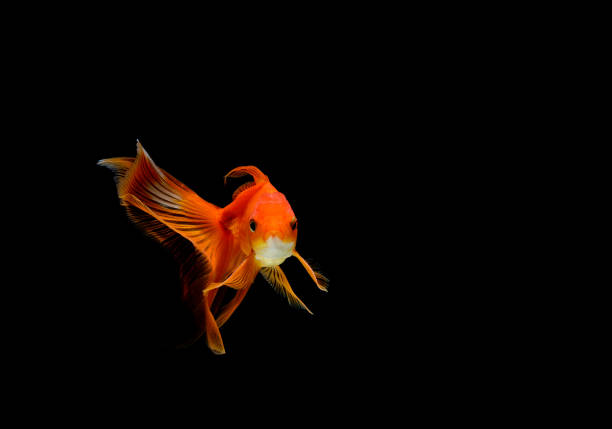 Oranda goldfish isolated on white background close up