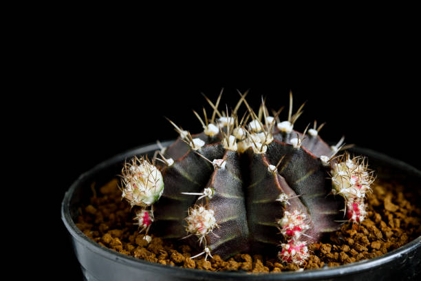 istock Beautiful Colourful cactus Gymnocalycium mihanovichii 1209389450