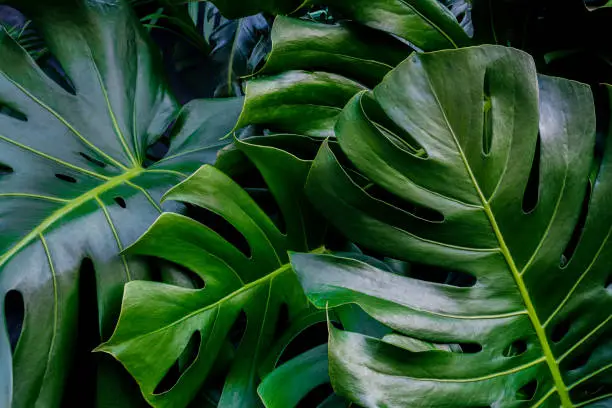 Monstera green leaves or Monstera Deliciosa fren and coconut leaves in dark tones, background or lush tropical pine forest pattern for creative design elements. Philodendron texture.