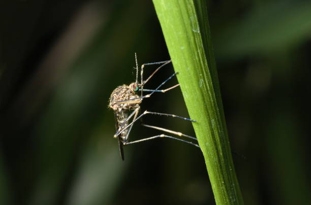istock Female California Salt Marsh Mosquito (Ochlerotatus squamiger) 1209392103