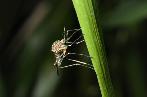 female california salt marsh mosquito (ochlerotatus squamiger) - close up touching animal antenna imagens e fotografias de stock