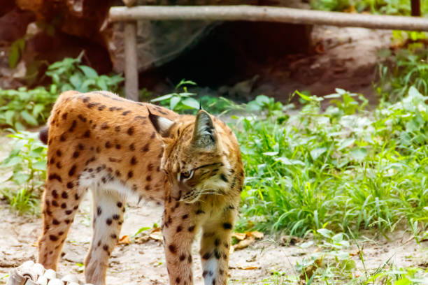 istock Portrait of Eurasian lynx (Lynx lynx) 1209394702