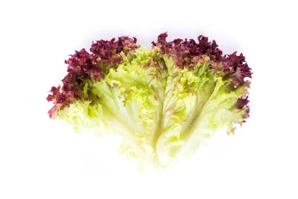Red leaves lettuce isolated on white background.