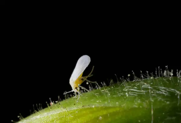 Tiny sucking insect (1 mm approx), a worldwide agricultural pest, feeding on a wild plant.