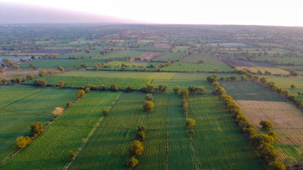 istock Ariel top view of agriculture field 1209395017