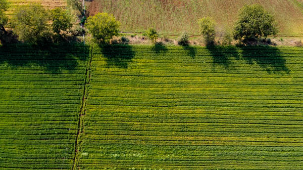 istock Ariel top view of agriculture field 1209395182