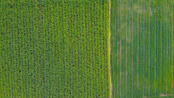 istock Ariel top view of agriculture field 1209395836