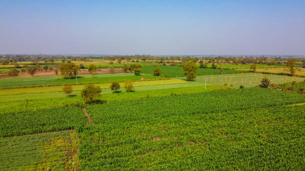 istock Ariel top view of agriculture field 1209395848