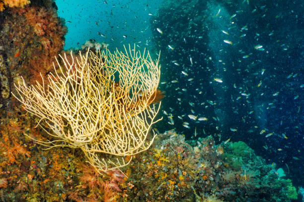 istock Fragile underwater ecosystem coral reef biodiversity with copy space 1209396349