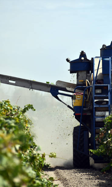Great going on conveyor to tractor
