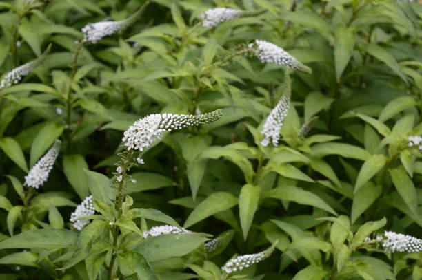 istock Lysimachia clethroide with white snow flowers 1209398860
