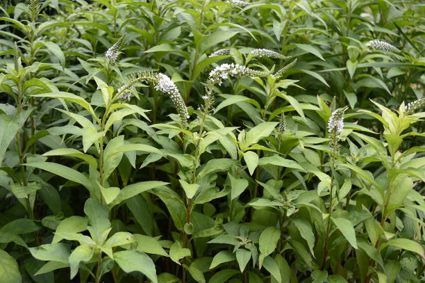istock Lysimachia clethroide with white snow flowers 1209398999