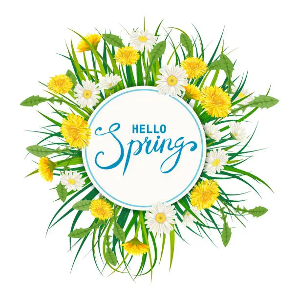 Vector illustration of Hello Spring lettering template background with flowers bouquet dandelions and daisies, chamomiles, grass. Vector illustration. Fresh design for posters, flyers, greeting card, invitation