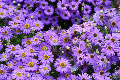 Close-up photo showing purple daisy flowers, which belong to the 'aster' family. They can be used as attractive summer bedding in gardens.