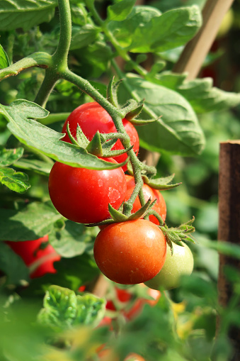Stock photo showing some ripening red tomatoes growing in a bunch and hanging on the vine. Tomato plant growing outside in the summer sunshine.