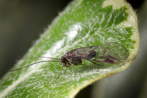Small unusual-looking insect resting on a leaf