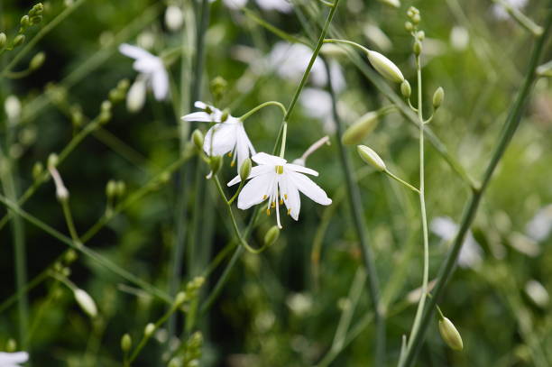 istock Anthericum ramosum with white flowers 1209399216