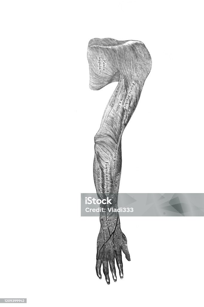 Fascia Anggota Tubuh Atas Dalam Buku Lama Anatomie Of A Human Oleh Mp ... Biology Diagrams