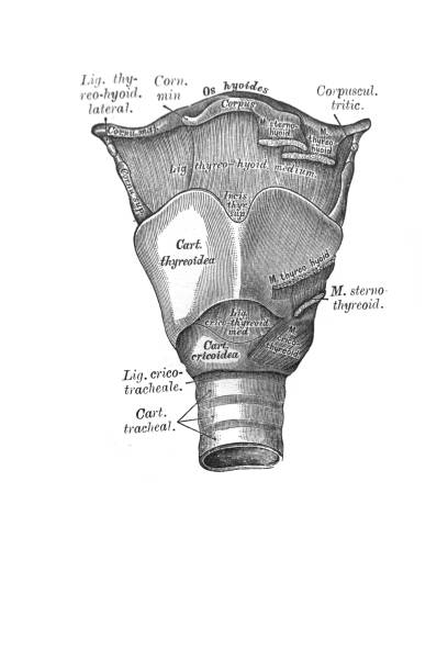 Larynx, front view in the old book the Anatomie of a Human, by M.P. Vishnevskiy, 1890, Moscow Larynx, front view in the old book the Anatomie of a Human, by M.P. Vishnevskiy, 1890, Moscow anatomie stock illustrations