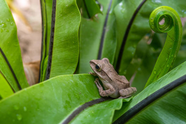 istock Gray tree frog on green leaf fern. 1209401409