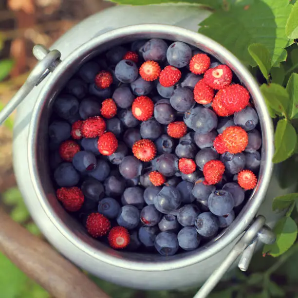 blueberries and strawberries in a bucket top view