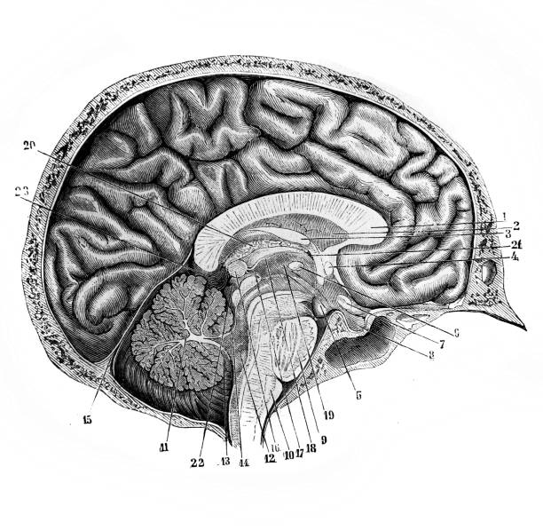 Brain from the side in the old book D'Anatomie Chirurgicale, by B. Anger, 1869, Paris Brain from the side in the old book D'Anatomie Chirurgicale, by B. Anger, 1869, Paris anatomie stock illustrations