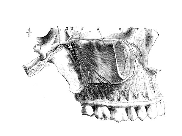 Superior maxillary nerve with its dental branches in the old book D'Anatomie Chirurgicale, by B. Anger, 1869, Paris Superior maxillary nerve with its dental branches in the old book D'Anatomie Chirurgicale, by B. Anger, 1869, Paris anatomie stock illustrations