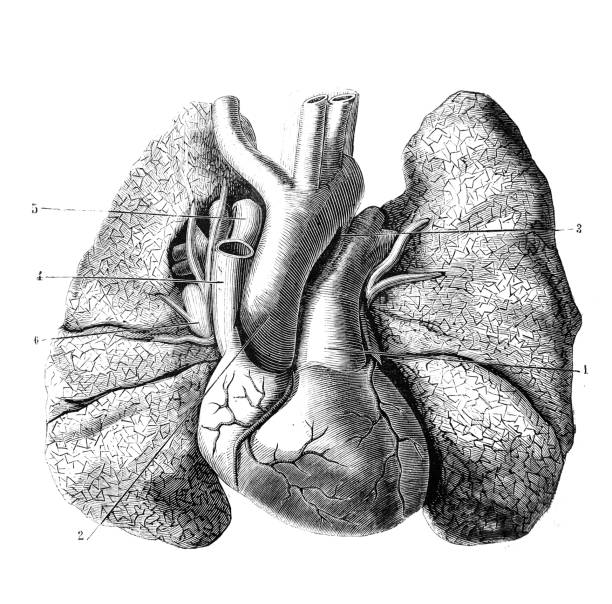 Heart and large vessels and lungs (front side) in the old book D'Anatomie Chirurgicale, by B. Anger, 1869, Paris Heart and large vessels and lungs (front side) in the old book D'Anatomie Chirurgicale, by B. Anger, 1869, Paris anatomie stock illustrations