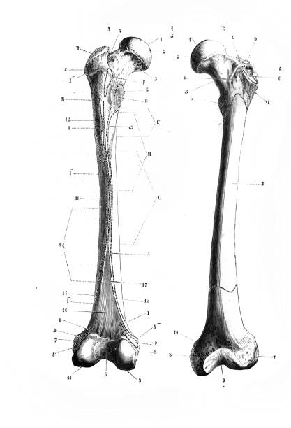 Left side femur in the old book D'Anatomie Chirurgicale, by B. Anger, 1869, Paris Left side femur in the old book D'Anatomie Chirurgicale, by B. Anger, 1869, Paris anatomie stock illustrations