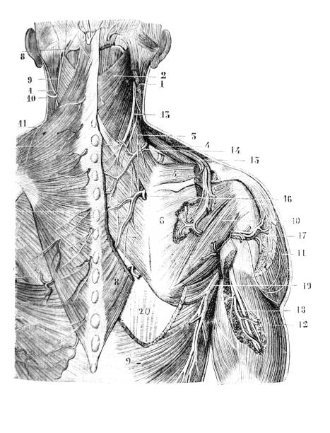 Second layer of the muscles of the posterior vertebral region in the old book D'Anatomie Chirurgicale, by B. Anger, 1869, Paris Second layer of the muscles of the posterior vertebral region in the old book D'Anatomie Chirurgicale, by B. Anger, 1869, Paris anatomie stock illustrations