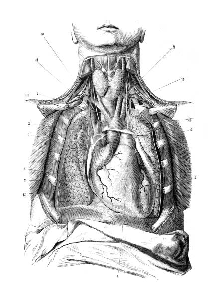 Mediastinum region in the old book D'Anatomie Chirurgicale, by B. Anger, 1869, Paris Mediastinum region in the old book D'Anatomie Chirurgicale, by B. Anger, 1869, Paris anatomie stock illustrations