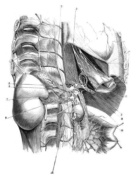 Nerves of the diaphragm area in the old book D'Anatomie Chirurgicale, by B. Anger, 1869, Paris Nerves of the diaphragm area in the old book D'Anatomie Chirurgicale, by B. Anger, 1869, Paris anatomie stock illustrations