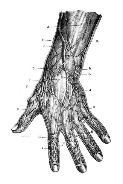 Veins and nerves in the wrist and back of the hand in the old book D'Anatomie Chirurgicale, by B. Anger, 1869, Paris Veins and nerves in the wrist and back of the hand in the old book D'Anatomie Chirurgicale, by B. Anger, 1869, Paris anatomie stock illustrations