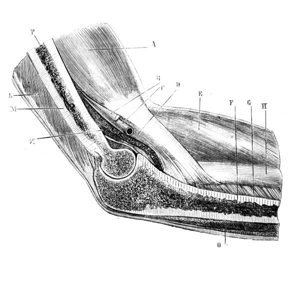 Anteroposterior median section of the elbow region in the old book D'Anatomie Chirurgicale, by B. Anger, 1869, Paris Anteroposterior median section of the elbow region in the old book D'Anatomie Chirurgicale, by B. Anger, 1869, Paris anatomie stock illustrations