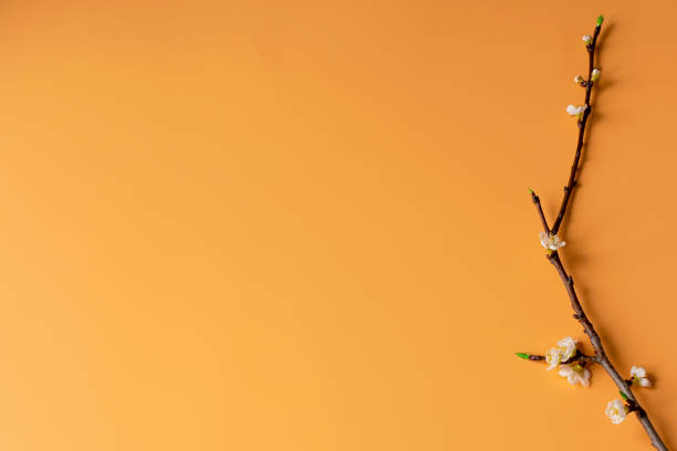 istock Blooming tree branch on an orange background. Spring flowers. Bud and flower. Easter, spring 1209403375