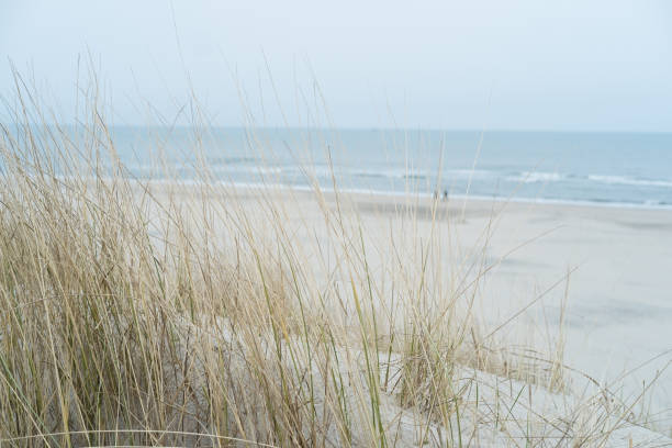 istock Dune grass on the North Sea 1209404868