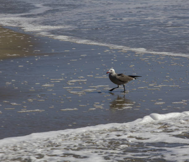istock Seagull walking along the surfline on the beach 1209407124