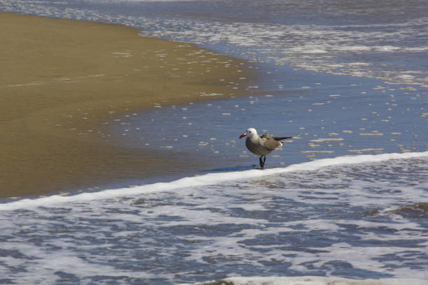 istock Seagull walking along the surfline on the beach 1209407143