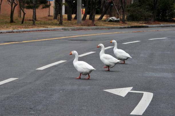 istock Geese walking on the road 1209409600