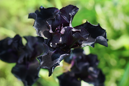Flor De Iris Negro En Jardín De Verano Flores Negras En El Diseño Del  Jardín Foto de stock y más banco de imágenes de Aire libre - iStock