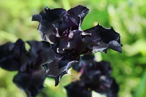 Flor De Iris Negro En Jardín De Verano Flores Negras En El Diseño Del Jardín Foto de stock y más banco de imágenes de Aire libre - iStock Flor De Iris Negro En Jardín De Verano Flores Negras En El Diseño Del Jardín Foto de stock y más banco de imágenes de Aire libre - iStock
