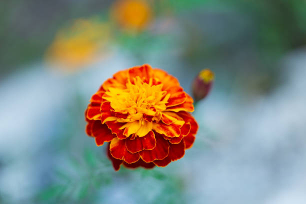 istock Feeling happy, beautiful flowers. 1209412143