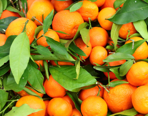 istock fresh clementines with freshly picked leaves at the orchard 1209413175