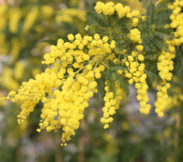 istock mimosa flower branch blossomed in spring 1209413852