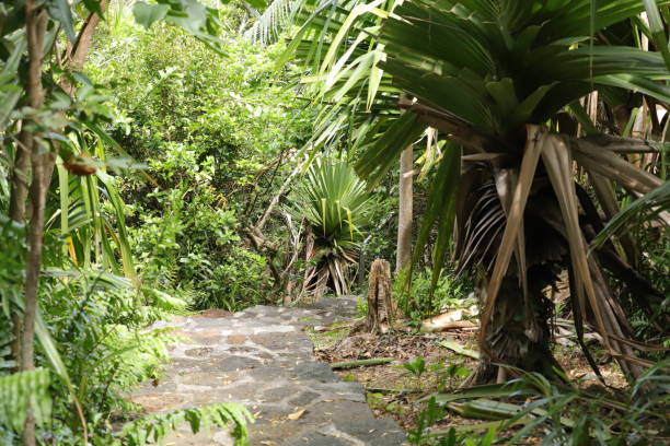 istock Vegetation at Chamarel Mauritius, Indian Ocean, Africa 1209417531
