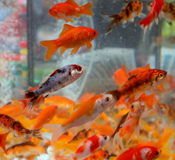 istock many Goldfishes while swimming in the Pet store 1209417547