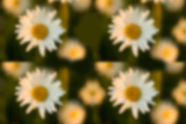 Wild flowers on the field. Close up