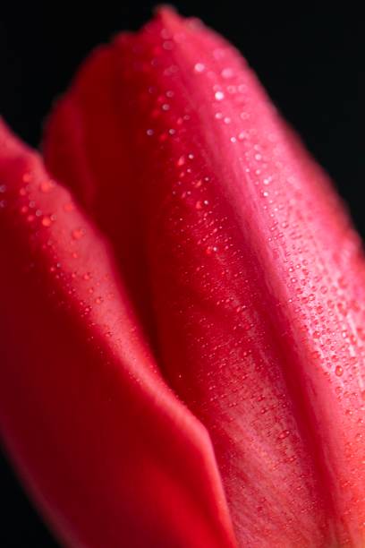 istock Tulip on black background with water drops 1209417696