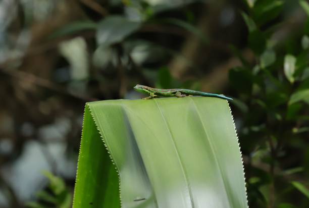 wielokolorowe gecko w chamarel mauritius, ocean indyjski, afryka - ebony zdjęcia i obrazy z banku zdjęć